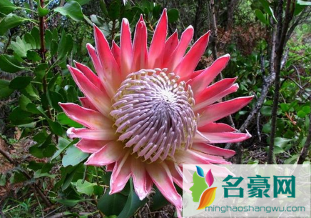 帝王花耐冻吗1