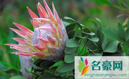 帝王花耐冻吗2