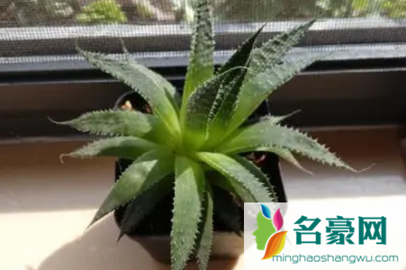 珍珠芦荟好养活吗1