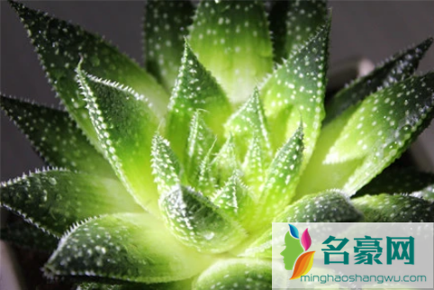 珍珠芦荟好养活吗2
