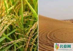 沙漠边种海水稻 迪拜沙漠种海水稻优势沙漠能种海
