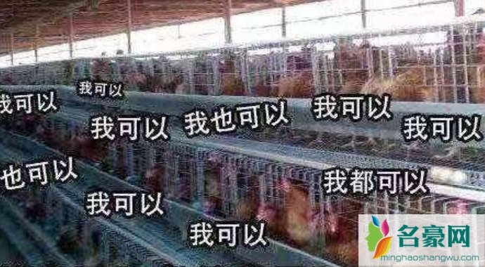 鸡笼警告是什么梗什么意思