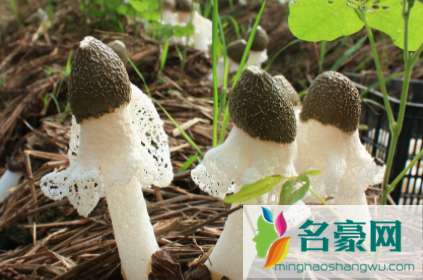 竹荪适合减肥吃吗3