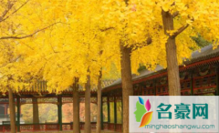 北京中山公园银杏几月份可以看2021 北京中山公园游