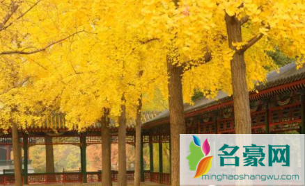 北京中山公园银杏几月份可以看20211