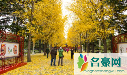 北京中山公园银杏几月份可以看20213
