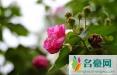 芙蓉花花苞打蔫是怎么回事 芙蓉花花苞打蔫怎么补