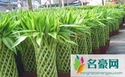 竹类植物能在室内养殖吗3