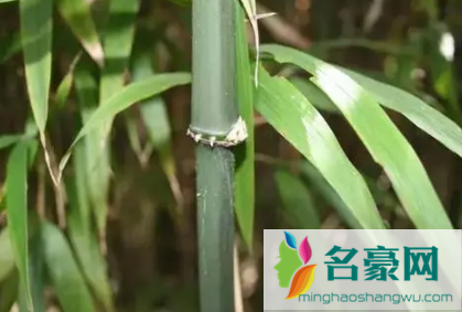 竹类植物能在室内养殖吗2