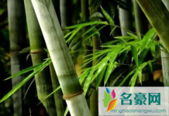 竹类植物能在室内养殖吗 为什么很多人喜欢养竹类