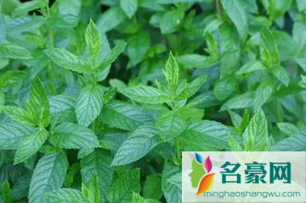 薄荷枯萎怎么救活2