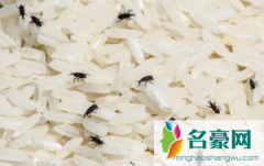 米面里生的虫子吃了会怎么样 米面怎么保存不长虫