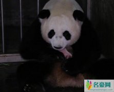 大熊猫阿宝诞下龙凤胎 大熊猫阿宝原型是谁如今靠