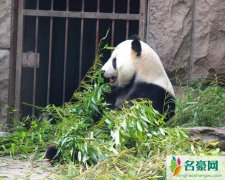 动物园熊猫被砸 北京动物园回应游客砸熊猫事件具