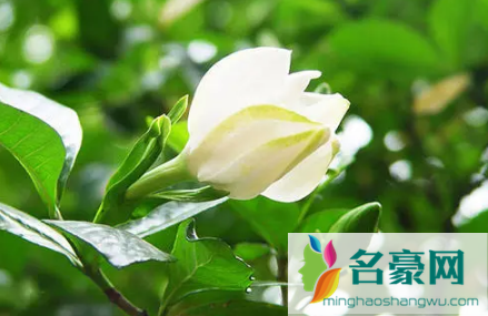 栀子花可以一直水培吗 3