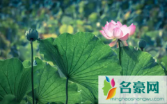 2022年入伏前后温度变化大吗 三伏天通常是什么季节