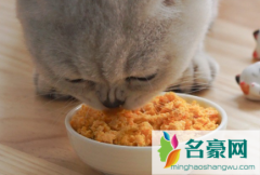 猫满月了能吃什么 小猫喂食要定时定量吗