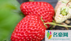 丹东草莓是大棚的么 丹东草莓为什么冬天才有