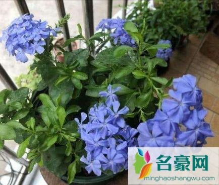 蓝雪花枯萎了还有救吗3
