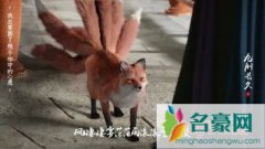 为什么说狐狸狡猾，揭狐狸真能成精变成美女吗