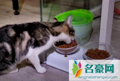 猫不吃东西瘦了怎么办 猫咪瘦了怎么养胖