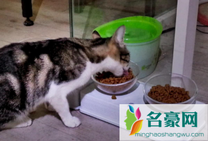 猫不吃东西瘦了怎么办1