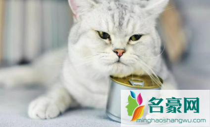 猫不吃东西瘦了怎么办2