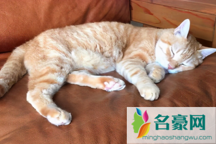 猫咪为什么在主人睡觉的时候叫1