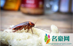怎么判断家里蟑螂数量 蟑螂卵可以用酒精消灭吗