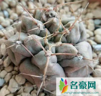 圣王丸烂根是怎么引起的2