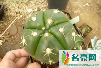 圣王丸烂根是怎么引起的3