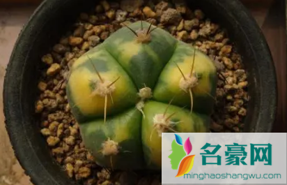 圣王丸烂根是怎么引起的1