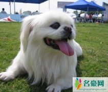 世界上寿命最长的狗排名，贵宾犬平均寿命15岁(第一