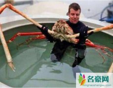 世界上最大的螃蟹，巨型杀人蟹(体长3米/会吃人/生