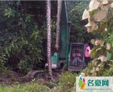 广西桂平挖蛇事件是真是假，16.7米黄金蟒蛇吓死人