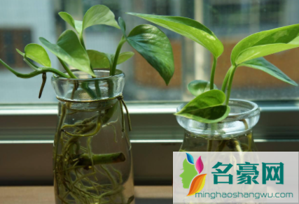 水培绿萝不生根怎么办2