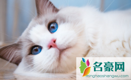 布偶猫几个月换毛期2