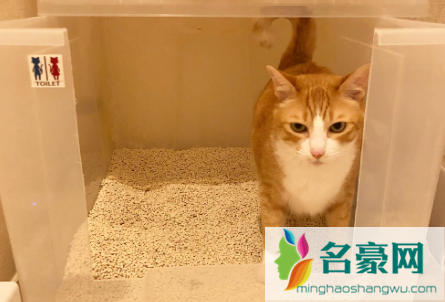 换猫砂怎么让猫适应3