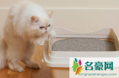 换猫砂怎么让猫适应 猫咪猫砂怎么选