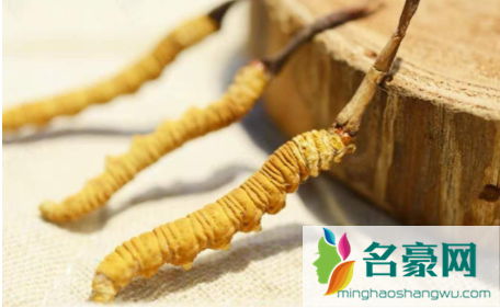 鲜虫草怎么做成干虫草3