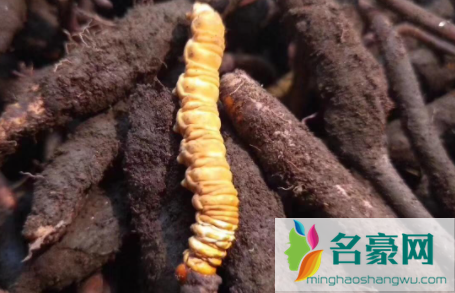 鲜虫草怎么做成干虫草1