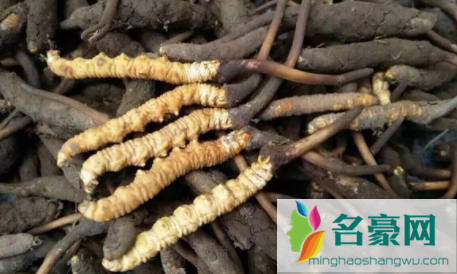 鲜虫草怎么做成干虫草2