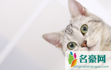 冬天猫咪会不会发春3