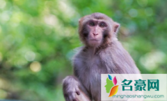 黔灵山猴子为什么这么多 去黔灵山观赏猕猴须注意