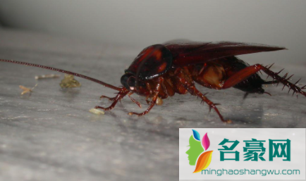 胶饵杀蟑螂有用吗3