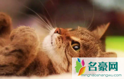 猫咪三四天不吃东西会不会死2