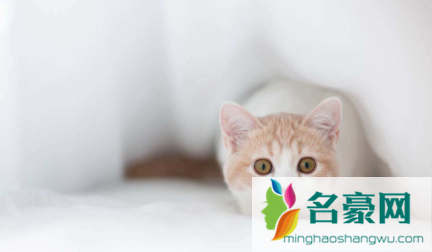 猫咪怎么看年龄大小2