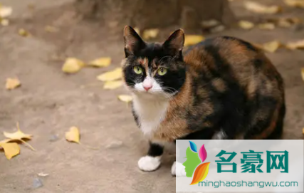 流浪猫喂什么吃的3