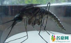 世界上最大的蚊子竟能吃人，吃人的蚊子一点也不可