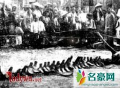 1934营口坠龙事件是真的吗，揭山东营口坠龙事件的